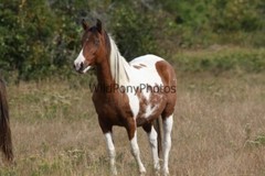 Chincoteague Pony Photo – Mare Freckles – Pick One Image -Various Sizes