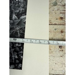 Black and White Botanical Fine Art Print Nature Photography Textured Paper 2939
