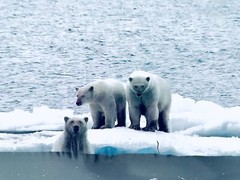 Polar Bears Photograph In The Wild By Arctic Photo By Safari Photographer 8×10