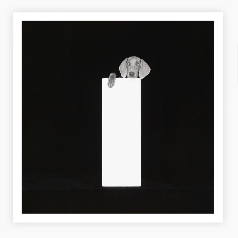 Magnum Square Print by William Wegman: Outward, 1996 (Signed)