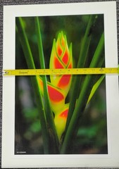 “Flower – Costa Rica” – Erid D. Photography – Vivid Nature in Bloom – 11.5″ × 18