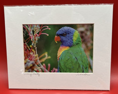 Set of 2~Ellen Schneider Colorful Tropical Bird Photos~Signed~8 x 10~Matted