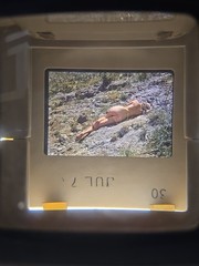 Org Nude Camera Club 70’s 35mm Risque Slide – WOMAN IN SOUTHWEST WESTERN DESERT