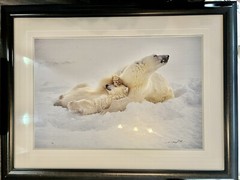 Thomas D. Mangelsen Signed Polar Bear Limited Edition 970/1500 Photograph Art