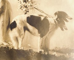 Alfred Cheney Johnston photograph of Margaret Horan and Greyhound Dogs