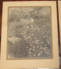 6 Vintage Signed Matted Sepia Photographs ~ Montclair NJ Botanical Gardens L2