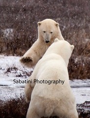 Churchill Canada «Polar Bear Boxing Match» Metallic Print 11 x 14