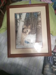 Framed And Signed Epperson Photography Grey Wolf 18×22
