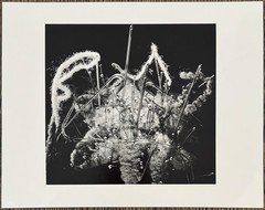 Fritz Brill, pincushion, photograph from the estate, 1949/2004
