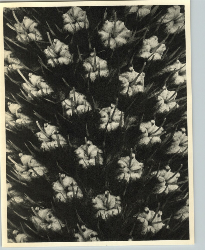 1942 Original BOTANICAL PLANT Queen-of-the-alps Flower Photo Art KARL BLOSSFELDT