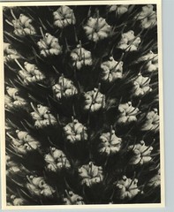 1942 Original BOTANICAL PLANT Queen-of-the-alps Flower Photo Art KARL BLOSSFELDT