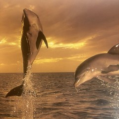 Artwork Wall Art By Tom Brakefield “Freedom Dance” 20×16 Dolphins Ocean Sunset