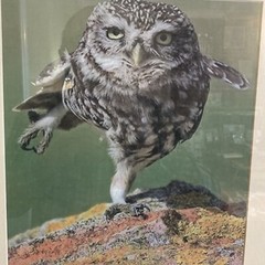 Framed Photo: Owl Taking Flight, 16″ Wide, 20.5″ Tall, Cable Hanger. Matted