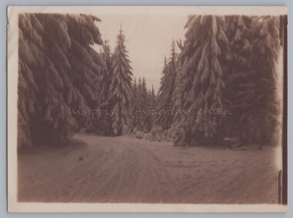Driveway to Viktorshöhe – Old Photo 1900s