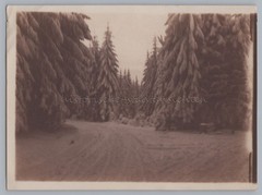 Driveway to Viktorshöhe – Old Photo 1900s