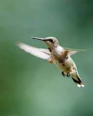 Female Ruby-Throated Hummingbird 8×10 8″x10″ Photograph Print