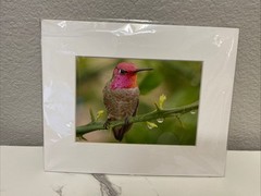 Brian Blackwelder Anna’s Hummingbirds Palm Springs 5×7 Photograph signed-New