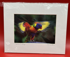 Set of 2~Ellen Schneider Colorful Tropical Bird Photos~Signed~8 x 10~Matted