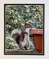 6 Pack Squirrel Digital Watercolor Original Photograph 8 X 10 Mat 11 X 14 Signed