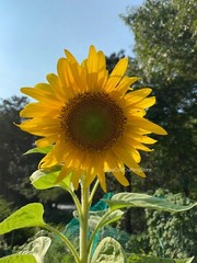Sunflower Wall Decor Photography Print 8×10