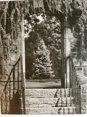 LONESOME PINE LARGE ORIGINAL SIGNED ART PHOTO B&W STETTNER VTG MATTE NJ CAMERA
