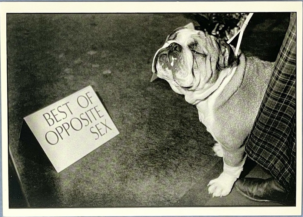 Westminster Dog Show Art Print Card Photo By Derek Berg Fotofolio 4”x6” Bulldog