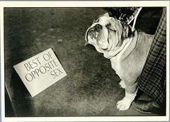 Westminster Dog Show Art Print Card Photo By Derek Berg Fotofolio 4”x6” Bulldog