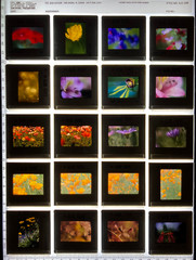 ALAN PAPPE Original 35mm Color Slide Transparency Collection Art Photography 197