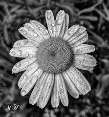 MH Nature & Landscape Photographs – Flowers Trees Water Landscapes 16×20 Canvas.