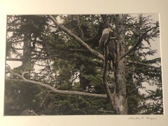 Bald Eagle Resting On A Tree 11.5×14.5” Framed Photograph