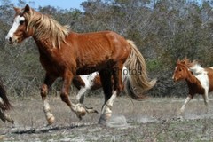 Chincoteague Pony Photo -Stallion – Ken – Pick One Image -Various Sizes