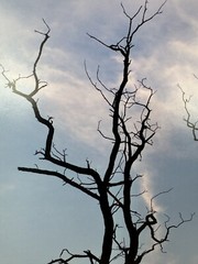 Patricia McGrady Photography – “Two Trees” – Gorgeous Art