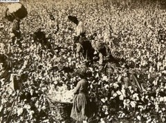USA United States Cotton Harvest Mississippi 1899 Stereo Photo Vintage P76L5N