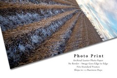 Farm Photography Print – Picture of Soybean Field Leading to Sky in Nebraska