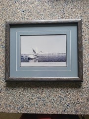 Thomas D. Mangelsen Signed Wintering Trumpeter Swans Framed Photograph Print