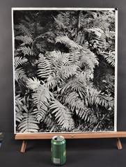 Autumn ferns, moss and balsam fir, Adirondack Park – Thomas Teich