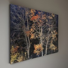 Rodney Lough Jr. «Silver Aspen» Limited Edition #83/500 French Cleat 26×22”