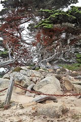 POINT LOBOS * TRIPTYCH 1 * SET OF 3 PHOTOGRAPHIC PRINTS