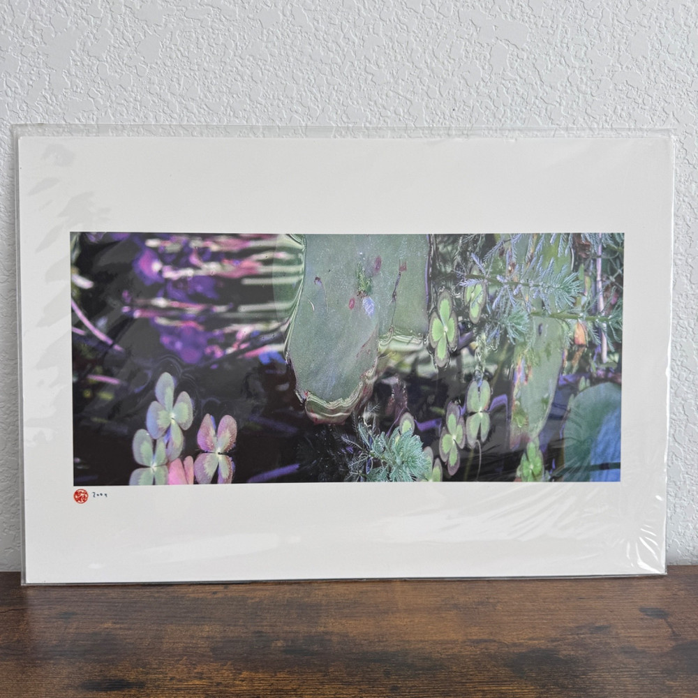 Photography Art Print Water Pond Flowers Close Up 2004 Sealed Packaging 19×13″
