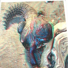 Mali Spiny Tailed Lizard Reptile 3D Photograph Art Phantom Image Barry Rothstein