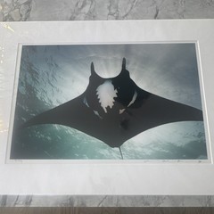 Signed Underwater Shark & Manta Ray Photographs Set, Matted, Landscape (3)