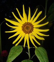 sunflower photo, 8×10 with albino spider, floral, colorful