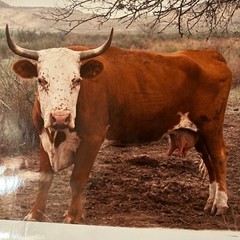 Janine Gordon Photograph 20×24″ C-print Edition Cow Bull Marfa Texas Signed