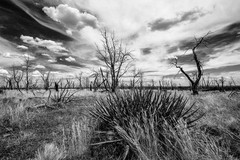 Southwest Photography Print – Mesa Verde Colorado Landscape Black and White