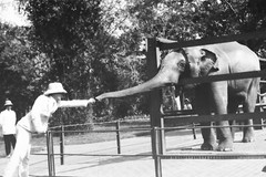 Large Black And White Baryte Print 1920 Indochina 26X40Cm