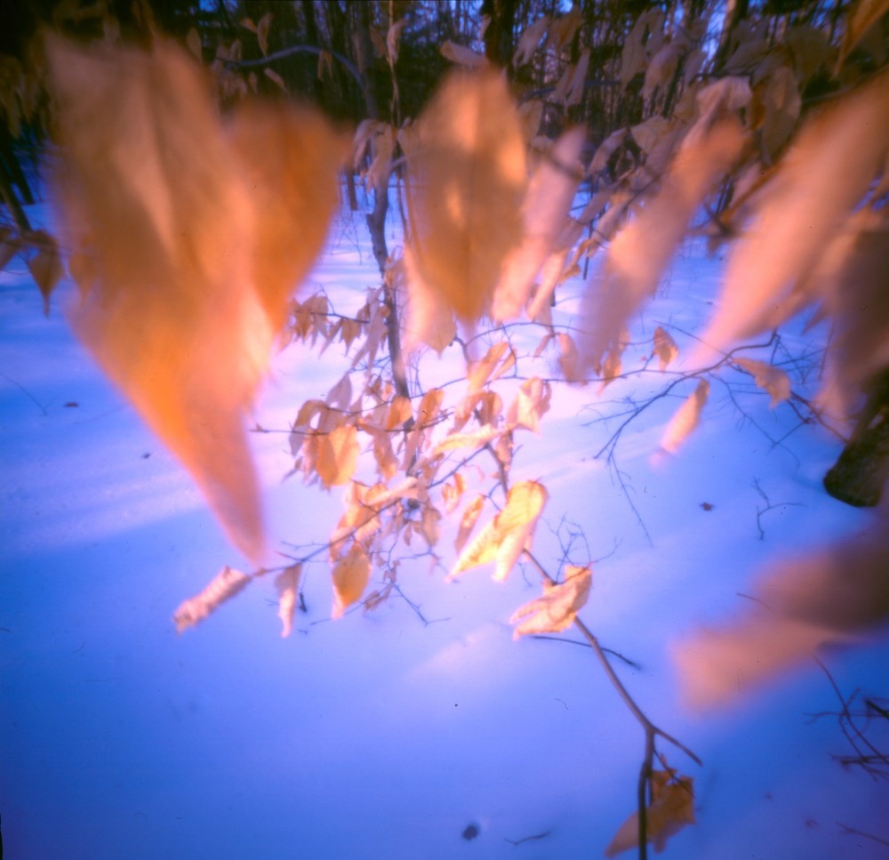 «Winter Leaves» Pinhole Photo Medium Format Archival GICLÉE PRINT