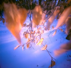 «Winter Leaves» Pinhole Photo Medium Format Archival GICLÉE PRINT