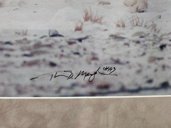 Thomas D. Mangelsen’s Polar Kiss, framed and signed 832 of 2000