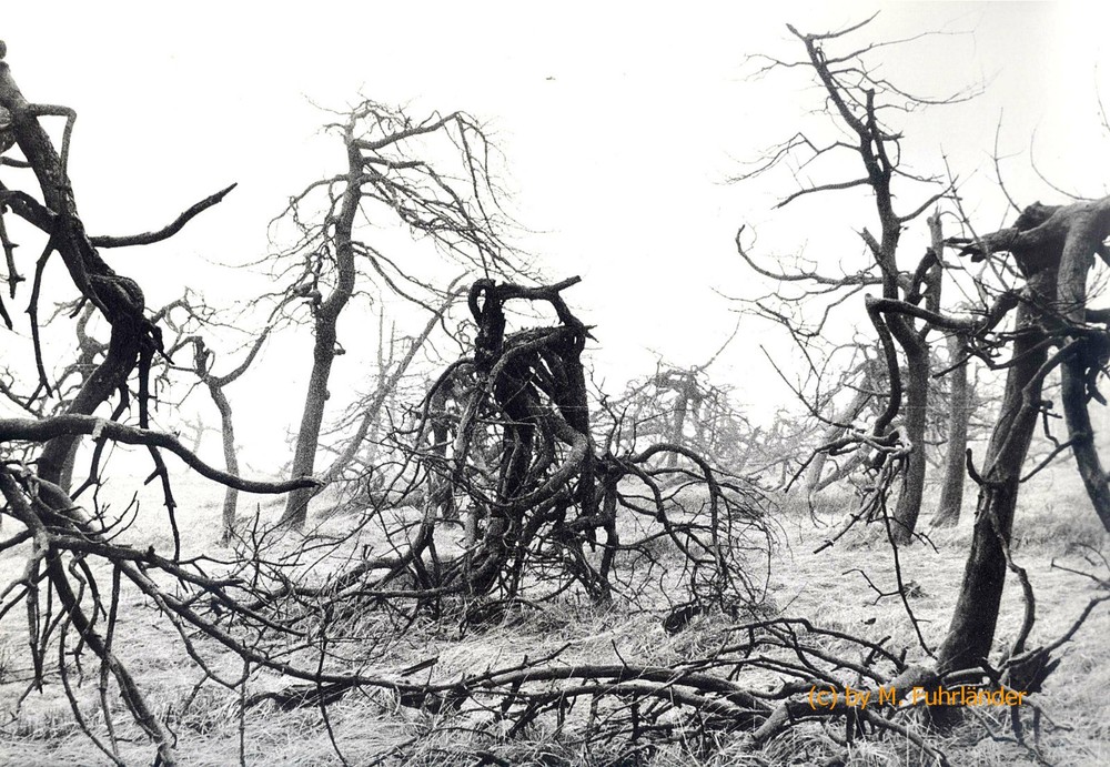 Vintage, large photo, «The Silent Dying 8» handwritten signed DIN A 4