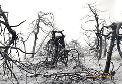 Vintage, large photo, «The Silent Dying 8» handwritten signed DIN A 4